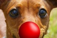 My Dog’s Got No Nose