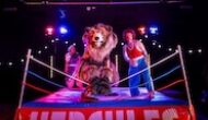 Hercules the Bear